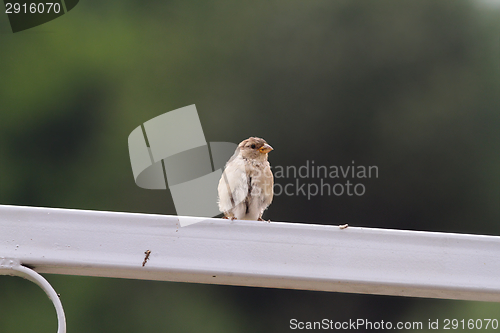 Image of house sparrow on metallic fence 