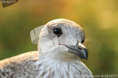 Image of portrait of herring gull at sunset