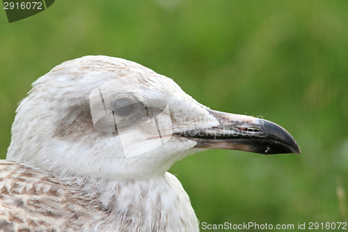 Image of juvenile herring gull portrait