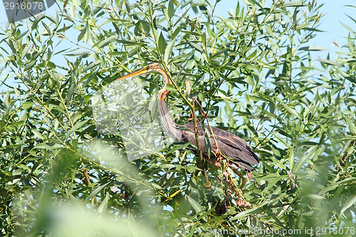 Image of purple heron in willow tree