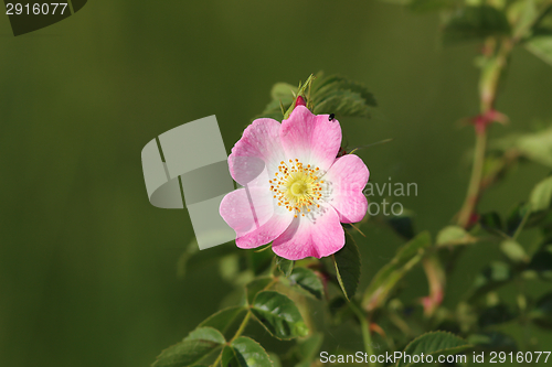 Image of dog rose wild flower