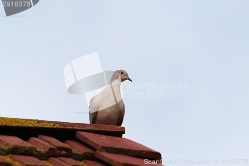 Image of eurasian collared dove on chimney