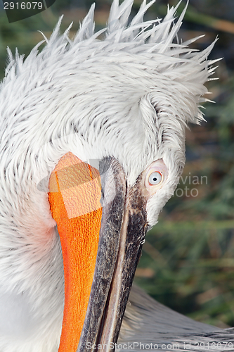 Image of details on dalmatian pelican head