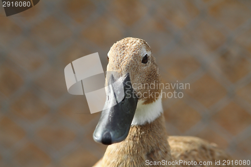 Image of domestic duck portrait