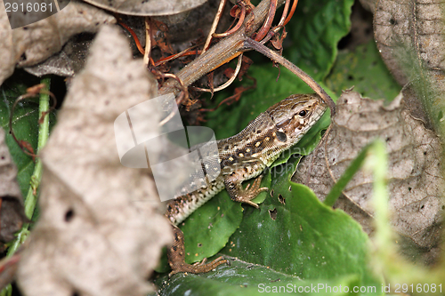 Image of closeup of a sand lizard 