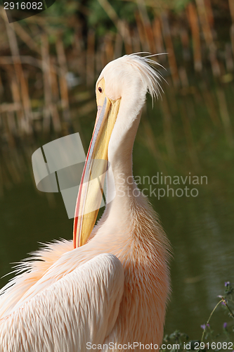 Image of pelecanus onocrotalus