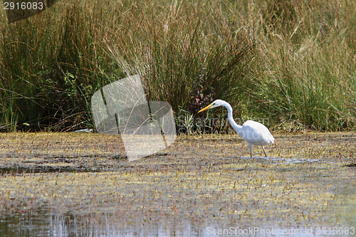 Image of great egret hunting on swamp