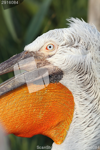 Image of detail on pelecanus crispus face