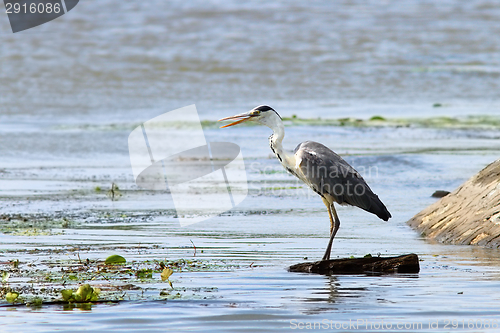 Image of grey heron looking for prey