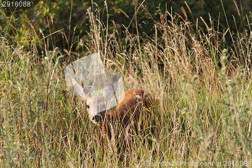 Image of curious roe deer hind