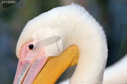 Image of great pelican head detail