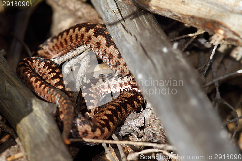 Image of male berus adder