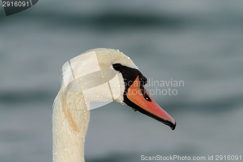 Image of mute swan portrait