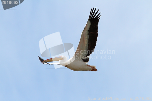 Image of flying great pelican