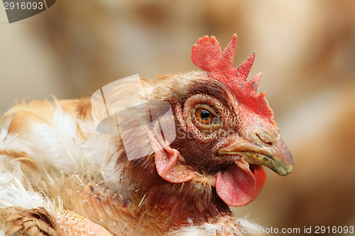 Image of portrait of a hen at the farm