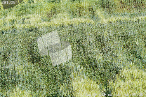 Image of textured wheat field