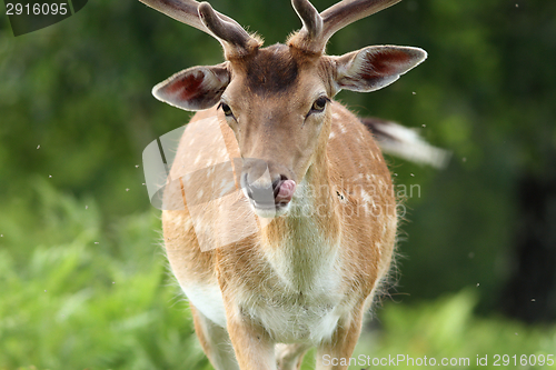 Image of male fallow deer portrait