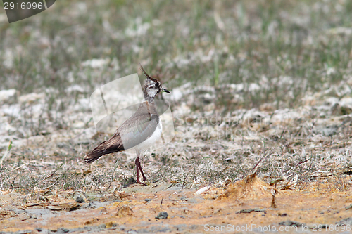 Image of northern lapwing on ground