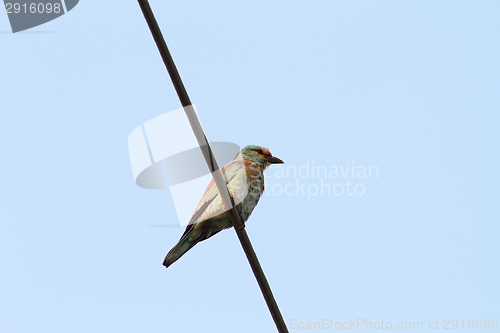 Image of european roller on electric wire