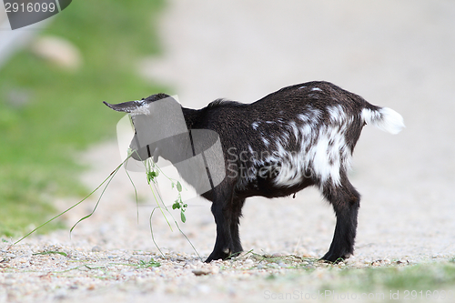 Image of young black goat 