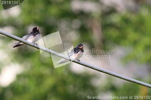Image of barn swallow standing on electric wire 