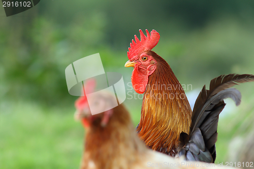 Image of colorful rooster on green background