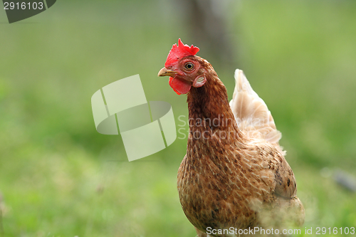 Image of brown hen image in the garden