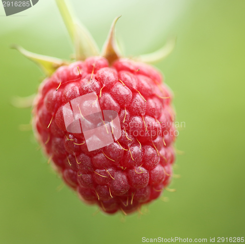 Image of Raspberry