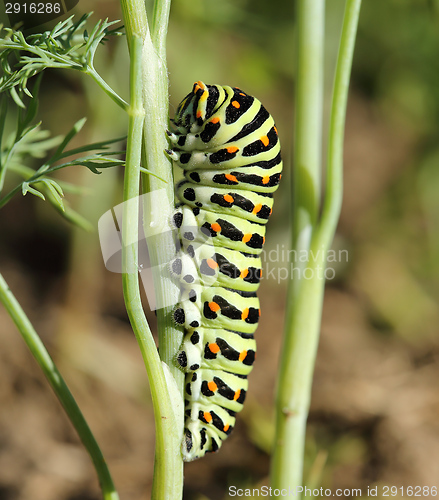 Image of Caterpillar Papilio machaon