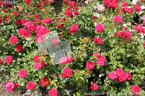Image of Pink and red roses
