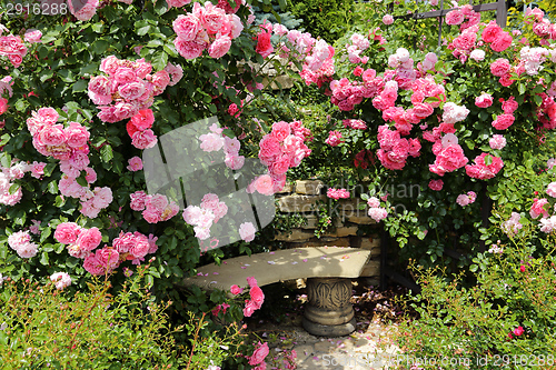 Image of Pink roses.