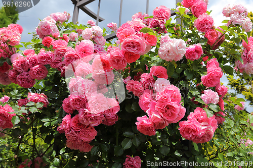 Image of Pink roses.