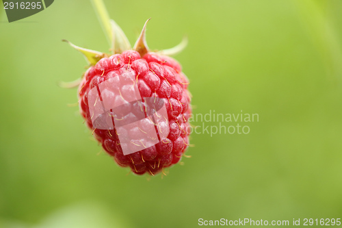 Image of Raspberry