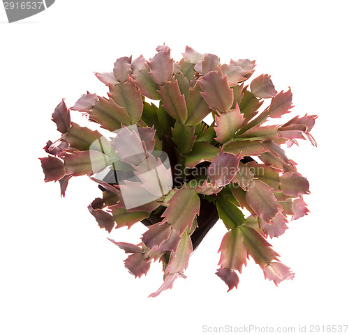 Image of Red cactus in a black pot, top view