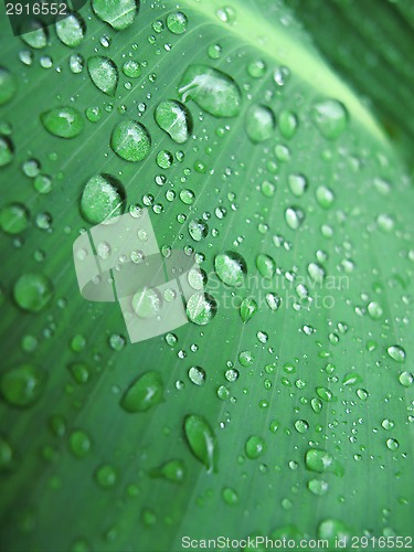 Image of Green leaf with water drops