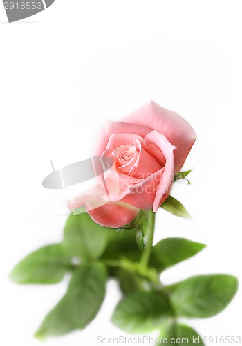 Image of Beautiful pink rose