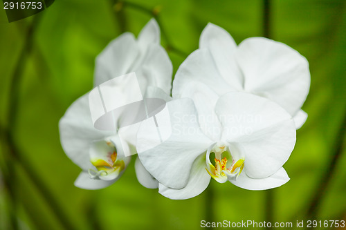 Image of White orchid flowers close-up. Indonesia, Bali