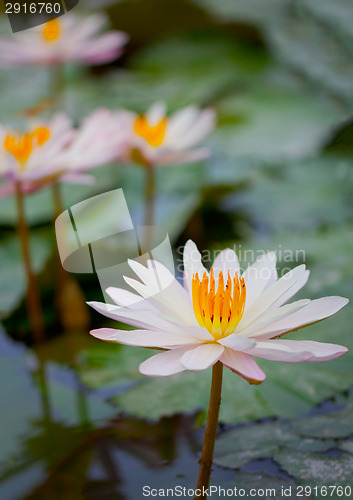 Image of Water lilies on a pond close up. Indonesia, Bali