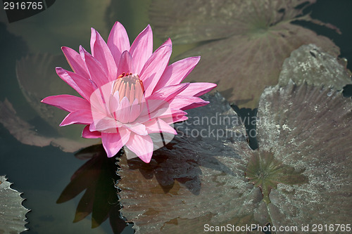 Image of Pink water lily with brown leaves on the surface of a pond close
