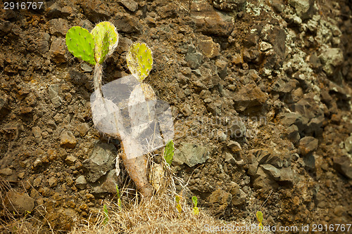 Image of Cactus - Opuntia (prickly) on the background of rocks. Indonesia