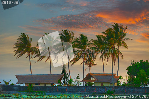 Image of Evening landscape with palm trees. Indonesia, Bali