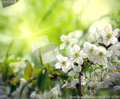 Image of Green spring background with beautiful flowering tree