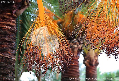 Image of Branch of palm with bright fruits