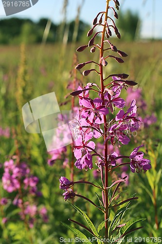 Image of Wild flower of Willow-herb in the evening field