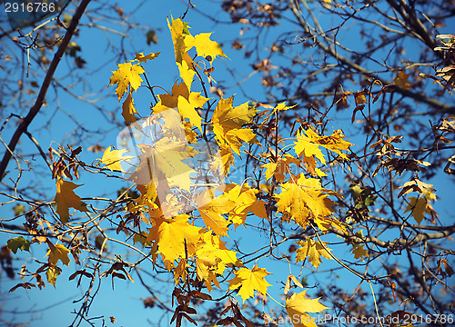 Image of Branch of autumn maple