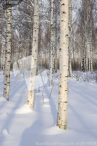 Image of Birch