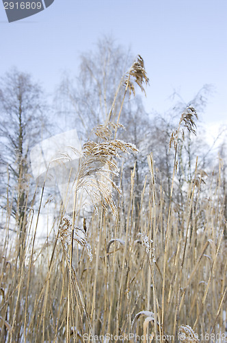 Image of Hay