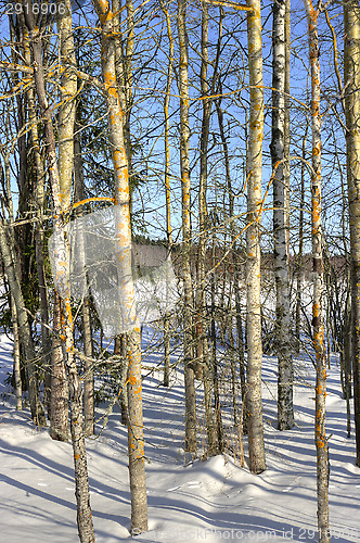 Image of Birch