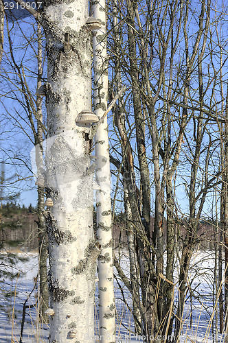 Image of Birch