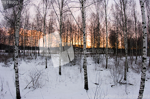 Image of Birch